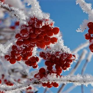 Winter fruit wallpaper
