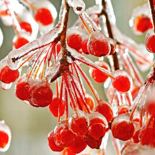 Winter fruit wallpaper