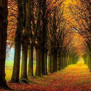 Path autumn wallpaper