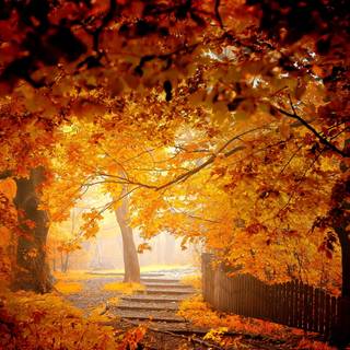 Path autumn wallpaper