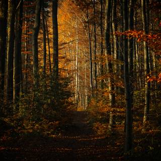 Path autumn wallpaper