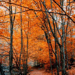 Path autumn wallpaper