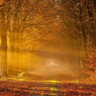 1440x900 autumn wallpaper