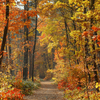 Path autumn wallpaper