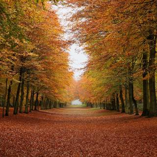 1440x900 autumn wallpaper