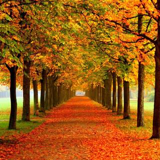 Path autumn wallpaper