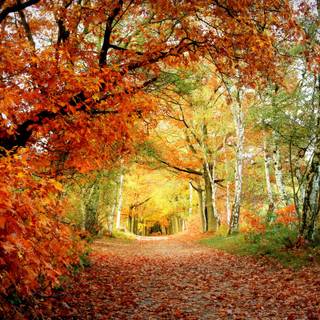 Path autumn wallpaper