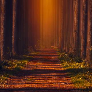 Path autumn wallpaper