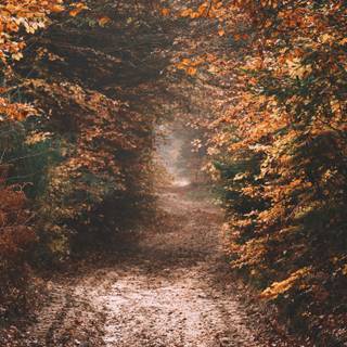 Path autumn wallpaper