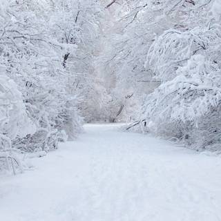 1366x768 winter wallpaper