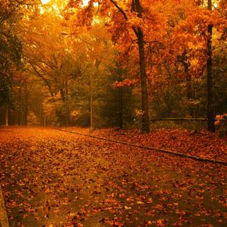 1440x900 autumn wallpaper