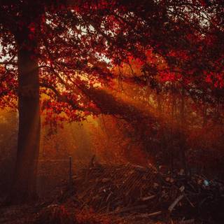 1440x900 autumn wallpaper