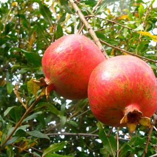 Winter fruit wallpaper