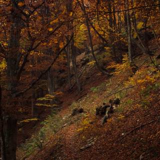 Path autumn wallpaper