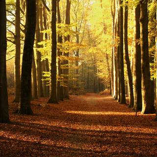 Path autumn wallpaper