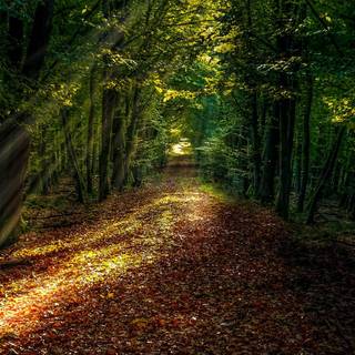 Path autumn wallpaper