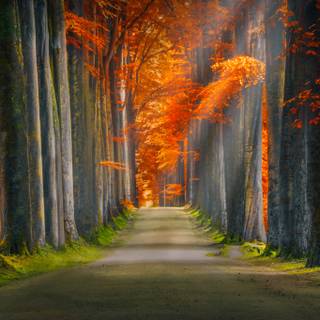 Path autumn wallpaper