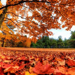 1440x900 autumn wallpaper