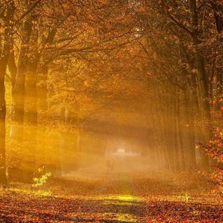 Path autumn wallpaper