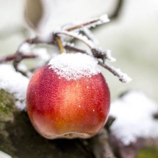 Winter fruit wallpaper