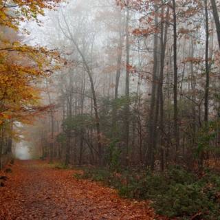 1440x900 autumn wallpaper