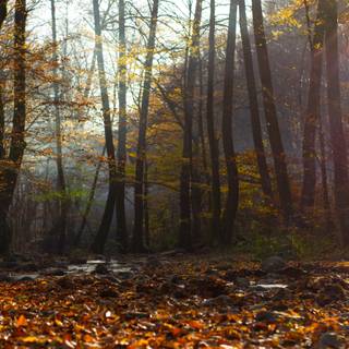 Path autumn wallpaper