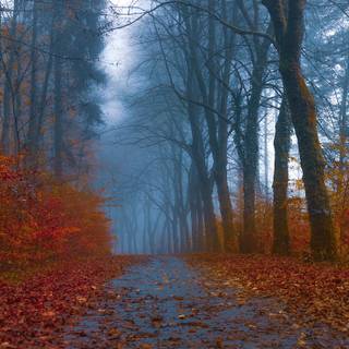 Path autumn wallpaper