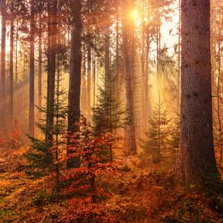 1440x900 autumn wallpaper