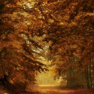 Path autumn wallpaper