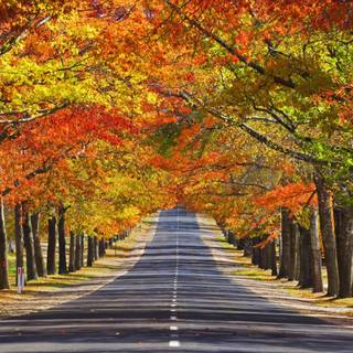 1440x900 autumn wallpaper