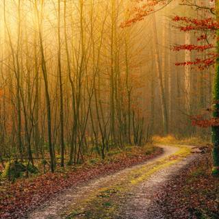 1440x900 autumn wallpaper