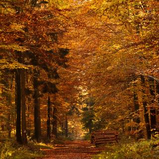 Path autumn wallpaper