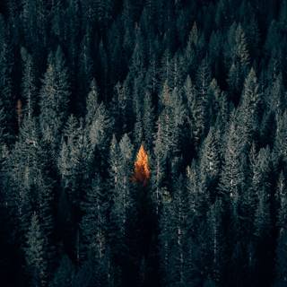 1440x900 autumn wallpaper