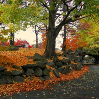 1440x900 autumn wallpaper