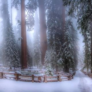 Fantasy winter forest wallpaper