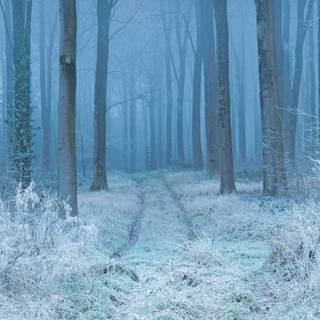 Fantasy winter forest wallpaper