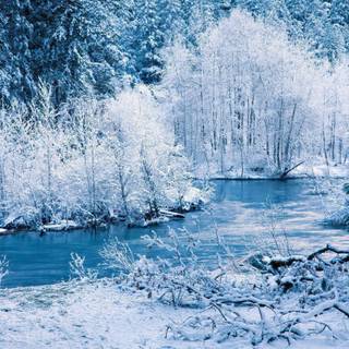 Fantasy winter forest wallpaper