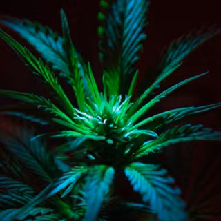 Weed iPhone 4k wallpaper