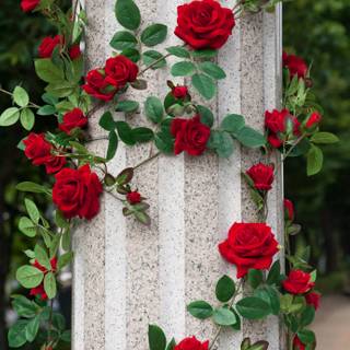 Rose mobile 4k wallpaper