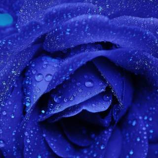 Rose mobile 4k wallpaper