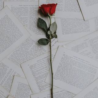 Rose mobile 4k wallpaper