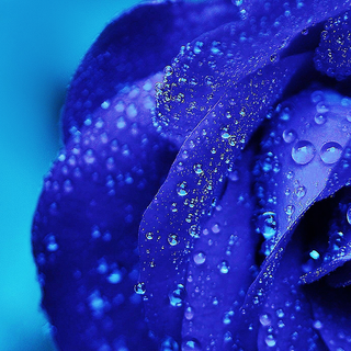 Rose mobile 4k wallpaper