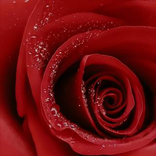 Rose mobile 4k wallpaper