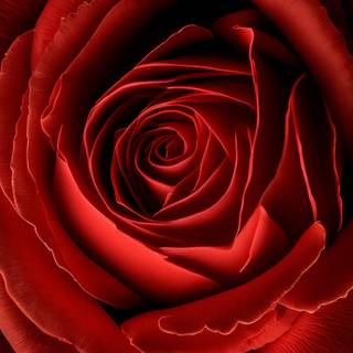 Rose mobile 4k wallpaper