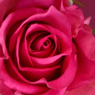 Rose mobile 4k wallpaper