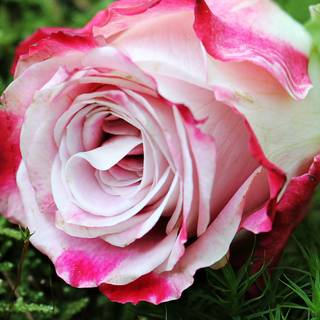 Rose mobile 4k wallpaper