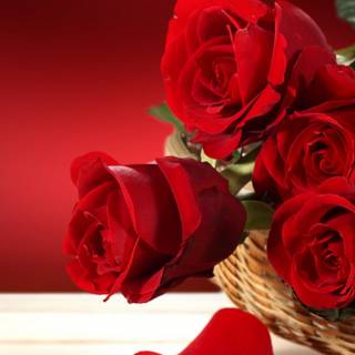 Rose mobile 4k wallpaper