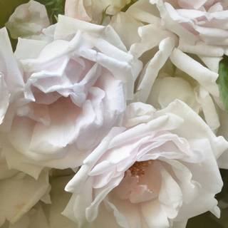 Rose mobile 4k wallpaper