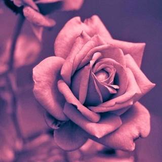 Rose mobile 4k wallpaper