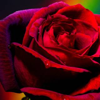 Rose mobile 4k wallpaper